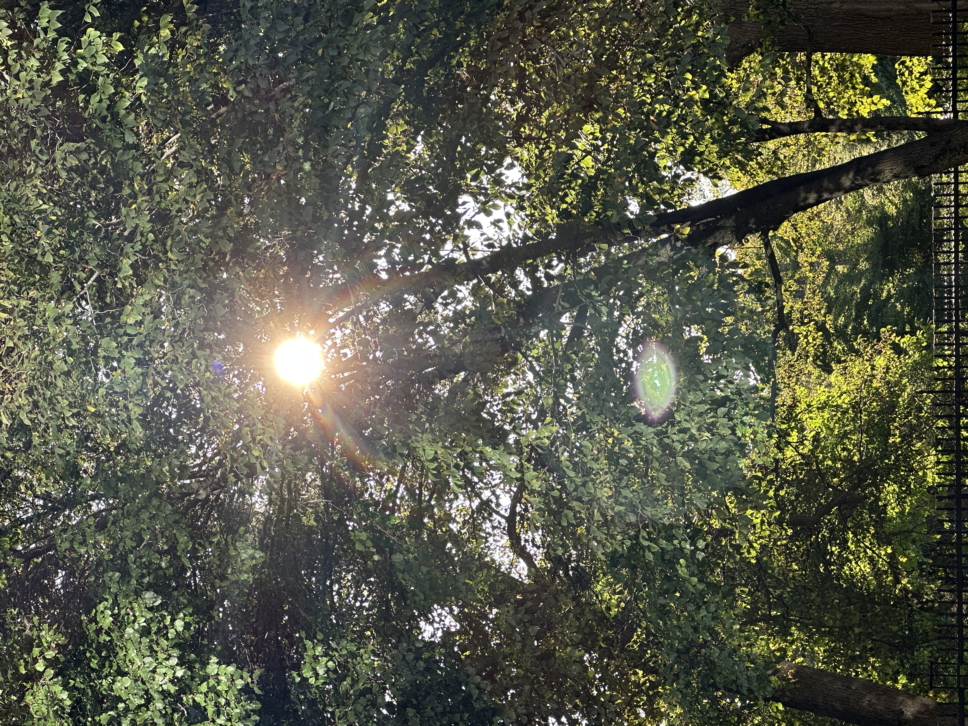 the sun filtering through a trees in the day.